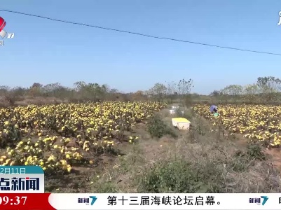【乡村振兴正当时】南昌：荒地绽放“黄金花” 农民增收乐开怀