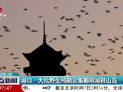 湖口：大批野生鸬鹚云集鄱阳湖鞋山岛