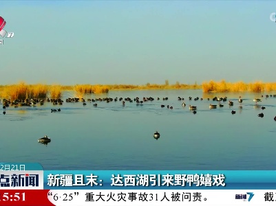 新疆且末：达西湖引来野鸭嬉戏