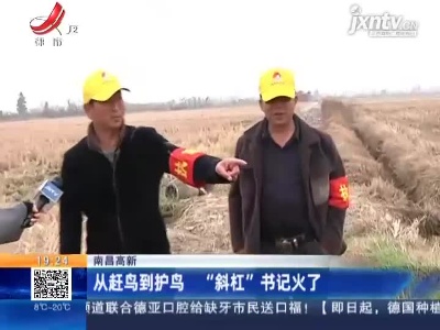 南昌高新：从赶鸟到护鸟 “斜杠”书记火了