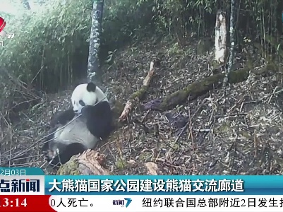 大熊猫国家公园建设熊猫交流廊道