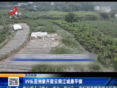 39头亚洲象齐聚云南江城康平镇