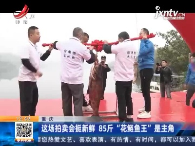 重庆：这场拍卖会挺新鲜 85斤“花鲢鱼王”是主角