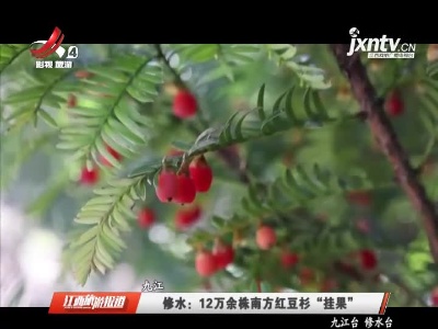 九江修水：12万余株南方红豆杉“挂果”