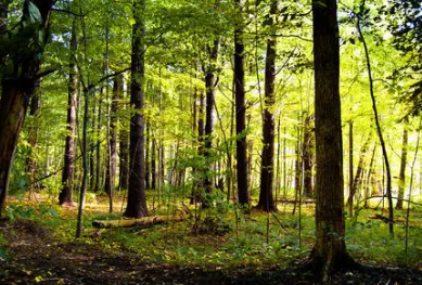 江西省森林面积1.53亿亩 森林覆盖率全国第二