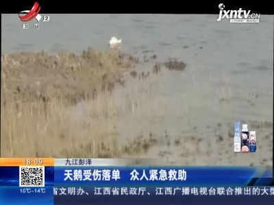 九江彭泽：天鹅受伤落单 众人紧急救助