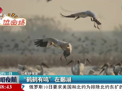 “鹤鹤有鸣”在鄱湖