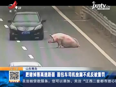 山东青岛：肥猪掉落高速路面 面包车司机捡漏不成反被重罚