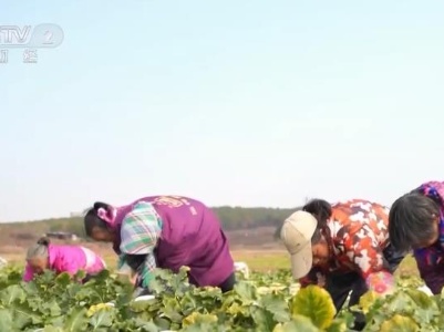 乡村振兴看一线 | 江西丰城引导村民发展规模化农业 村民成种植基地里的“上班族”