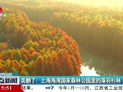 美翻了！上海海湾国家森林公园里的落羽杉林