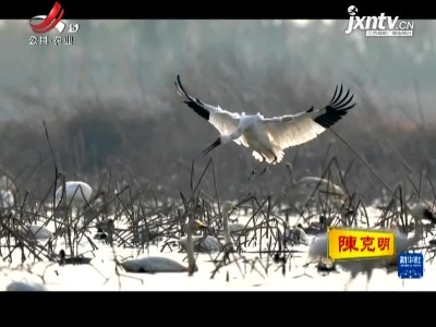 鄱阳湖迎来大批越冬候鸟