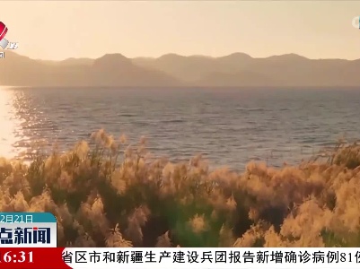 摇曳芦苇花 冬日抚仙湖