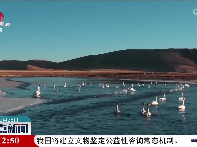 【冬景 别有意味】甘肃碌曲：天鹅翔集郭莽湿地