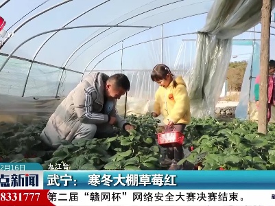 武宁：寒冬大棚草莓红