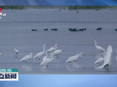乌鲁木齐城郊湿地成南迁候鸟“歇脚点”