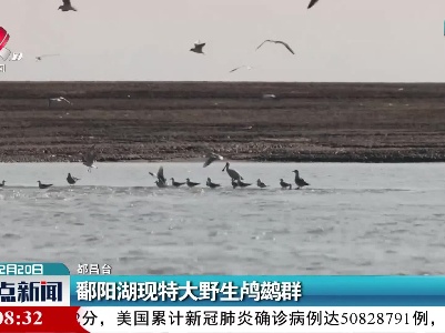 鄱阳湖现特大野生鸬鹚群