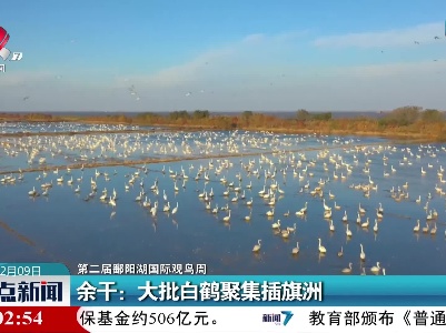 【第二届鄱阳湖国际观鸟周】余干：大批白鹤聚集插旗洲
