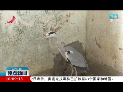 【第二届鄱阳湖国际观鸟周】“候鸟医院”：让候鸟重返大自然