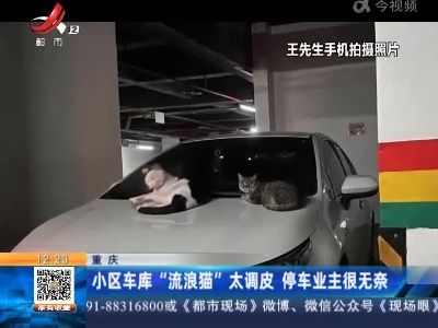 重庆：小区车库“流浪猫”太调皮 停车业主很无奈