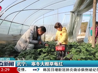武宁：寒冬大棚草莓红
