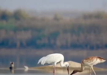 央视报道：江西鄱阳湖迎来越冬候鸟迁徙高峰