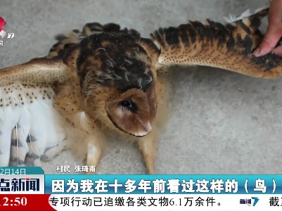 泰和：猴面鹰误入民宅 民警及时救助
