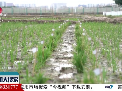 江西水稻南繁制种面积占全国八成以上 用中国种子守住大国粮仓