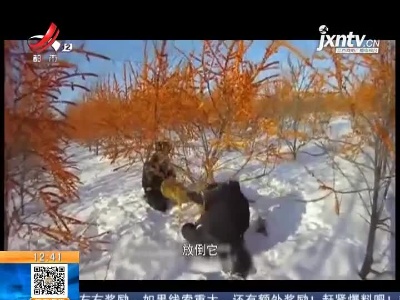 黑龙江：狍子被套“呼救” 民警闻声救援