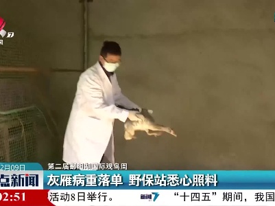 【第二届鄱阳湖国际观鸟周】灰雁病重落单 野保站悉心照料