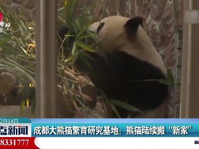 成都大熊猫繁育研究基地：熊猫陆续搬“新家”