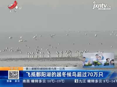 【第二届鄱阳湖国际观鸟周】江西：飞抵鄱阳湖的越冬候鸟超过70万只