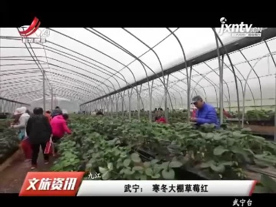 武宁：寒冬大棚草莓红