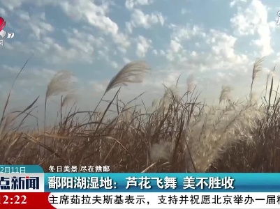 【冬日美景 尽在赣鄱】鄱阳湖湿地：芦花飞舞 美不胜收