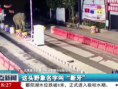 云南普洱：野象口嚼甘蔗“打卡”边检站