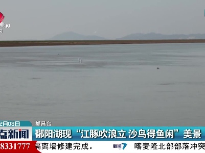 鄱阳湖现“江豚吹浪立 沙鸟得鱼闲”美景