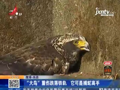 鹰潭-南昌：“大鸟”重伤跌落铁轨 它可是捕蛇高手