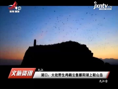 湖口：大批野生鸬鹚云集鄱阳湖上鞋山岛