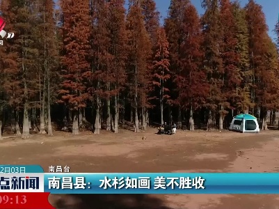 南昌县：水杉如画 美不胜收