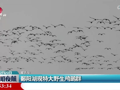 鄱阳湖现特大野生鸬鹚群