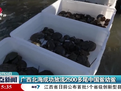 广西北海成功放流2500多尾中国鲎幼鲎