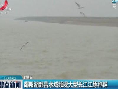鄱阳湖都昌水域频现大型长江江豚种群