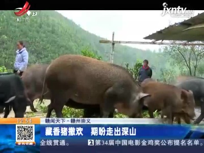 【赣闻天下】赣州崇义：藏香猪撒欢 期盼走出深山