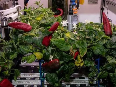 国际空间站辣椒丰收 什么样的植物能入选太空“菜园”