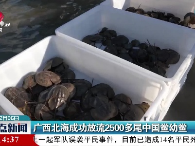 广西北海成功放流2500多尾中国鲎幼鲎