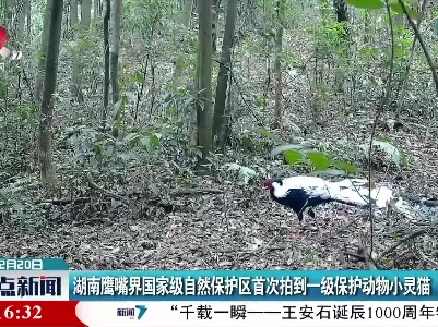 湖南鹰嘴界国家级自然保护区首次拍到一级保护动物小灵猫
