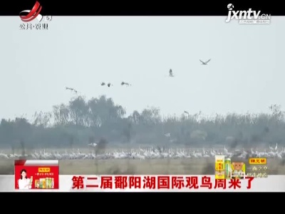 第二届鄱阳湖国际观鸟周来了