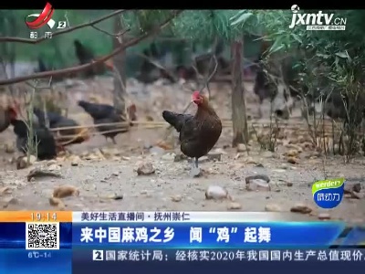 【美好生活直播间】抚州崇仁：来中国麻鸡之乡 闻“鸡”起舞
