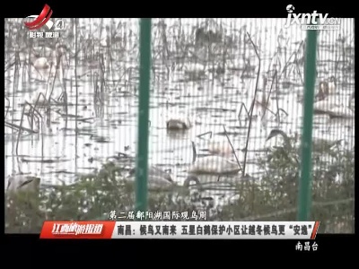 【第二届鄱阳湖国际观鸟周】南昌：候鸟又南来 五星白鹤保护小区让越冬候鸟更“安逸”