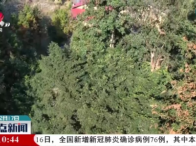 泰和：树干遒劲似盘龙 古意悠悠绿意浓