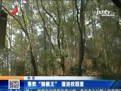 南昌：落败“猕猴王” 溜进校园里